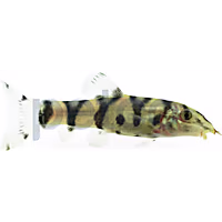 Yo-Yo Loach