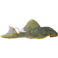 Green Phantom Plecostomus L-200