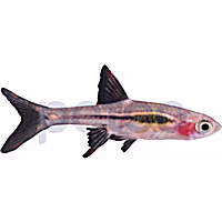 Chili Rasbora
