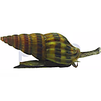 Assassin Snail