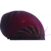 Red Racer Nerite Snail