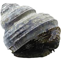 Freshwater Turbo Snail