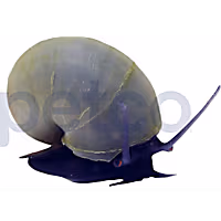 Blue Mystery Snail