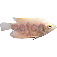 Giant White Gourami