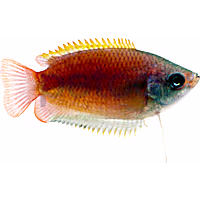 Dwarf Honey Sunset Gourami