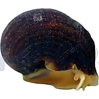 Albino Mystery Snail