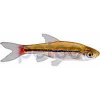 Brilliant Rasbora