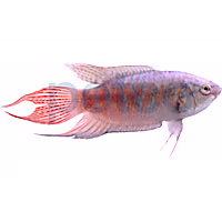 Blue Paradise Gourami