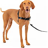 Petco brand harness cheap