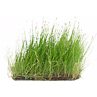 Grass Mat