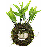 Floating Java Ring & Plant