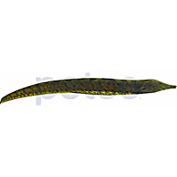 Ossa Knifefish