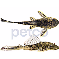 Butterfly Plecostomus L-052