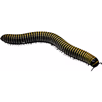 Petco Live Invertebrates Bumblebee Millipede