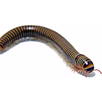 Petco Live Invertebrates Giant Pink Foot Millipede 'Appalachian Blonde'(Narceus americanus)