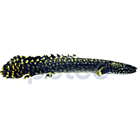 Ornate Bichir