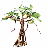 Anubias Banyan Tree