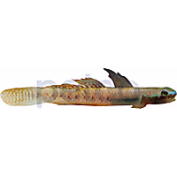 Rainbow Stiphodon Goby