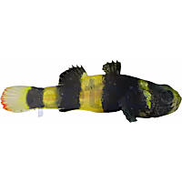 Bumblebee Goby