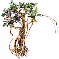 Bucephalandra Banyan Tree
