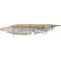 Silver Arowana