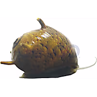 Tricolor Horned Nerite Snail