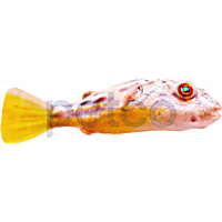 Fahaka Pufferfish