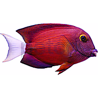 Yellow-Eye Whitetail Bristletooth Tang