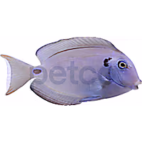 Lieutentant Tang