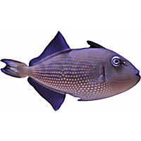 Female Blue Throat Triggerfish