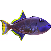Male Blue Throat Triggerfish