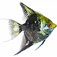 Leopard Angelfish