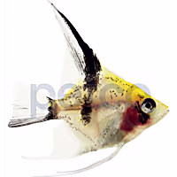 Juvenile Red Devil Angelfish