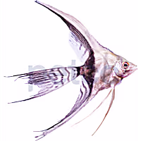 Half Black Veil Angelfish