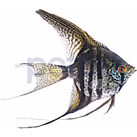 Zebra Lace Veil Angelfish