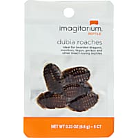 Imagitarium Dubia Cockroach