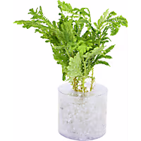 Selaginella willdenowii "Peacock Fern" - Terrarium Tube Plant