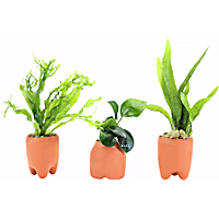 Assorted Terracotta Plant