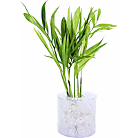 Chamaeforea selfrizii "Bamboo Palm" - Terrarium Tube Plant