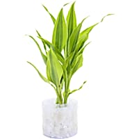 Dracaena sanderiana "Gold Ribbon" - Terrarium Tube Plant