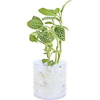 Fittonia verschaffeltii "Nerve Plant" - Terrarium Tube Plant