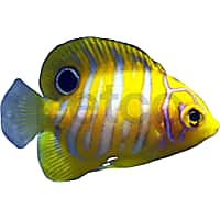 Aquacultured Juvenile Regal Angelfish