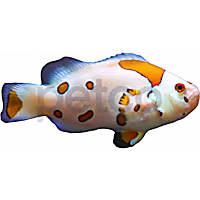 Aquacultured White Storm Ocellaris Clownfish