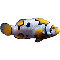 Aquacultured Helmet Picasso Percula Clownfish