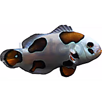 Aquacultured Tricolor Storm Ocellaris Clownfish