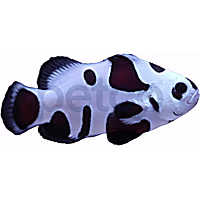 Aquacultured Black Storm Ocellaris Clownfish