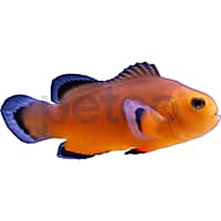 Aquacultured Naked Ocellaris Clownfish