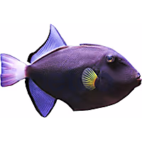 Pinktail Triggerfish