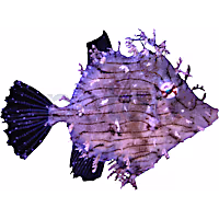 Tassled Filefish