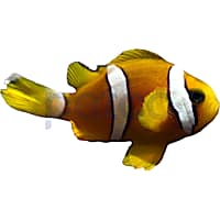 Clownfish petco top